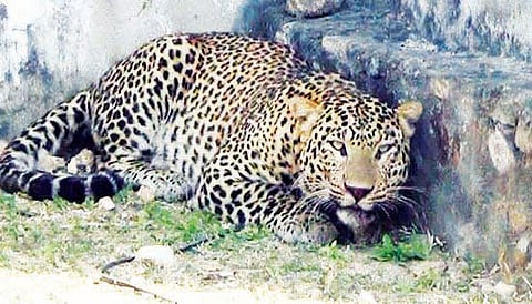 leopard-1
