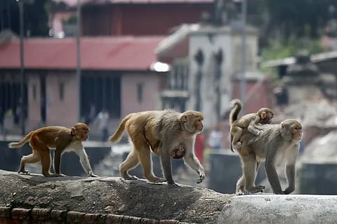 monkeys