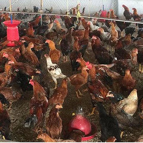 nati-koli-live-chicken