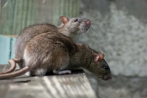 rats
