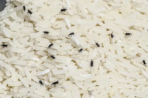 rice