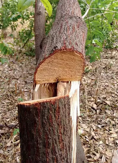 sandal wood tree