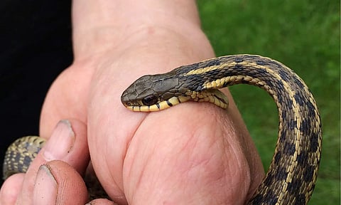snake-header
