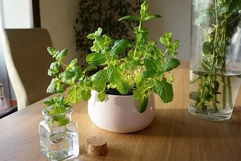 tulasi
