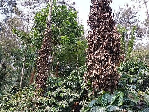 ಚಿತ್ರ-30ಎಸ್-ಡಿ-ಪಿ-1