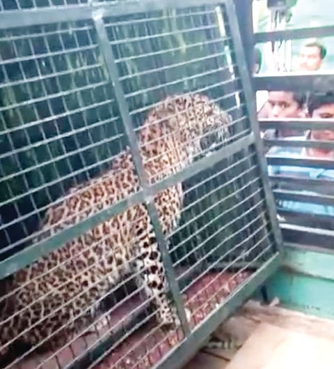 ಫೋಟೋ ಶೀರ್ಷಿಕೆ 02 ಸಿಆರ್_ಪಿ-2ಎ