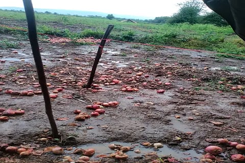 5 ckm onion