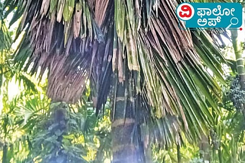 Areca Nut Follow Up