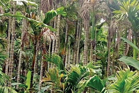 Areca