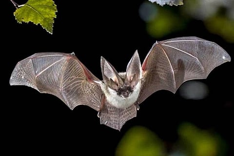 Bat