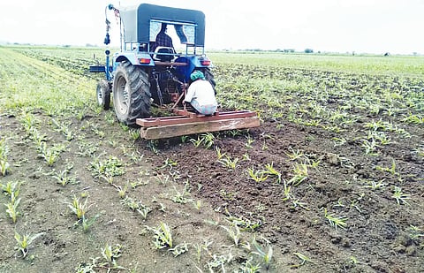 CROP DISTROYED