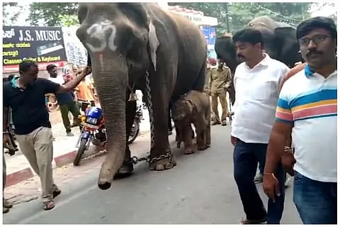 Elephant Delivery