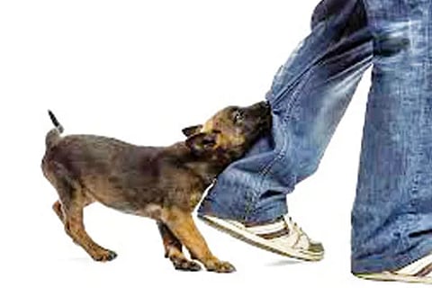 Dog Bite