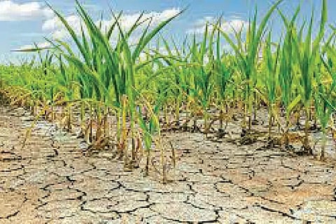 Drought