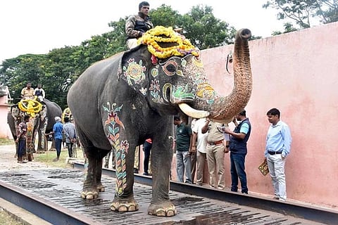 Elephant Wieght
