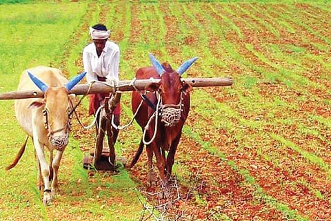 Farmer
