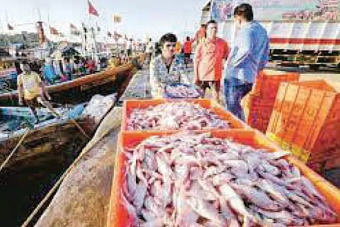 Fish