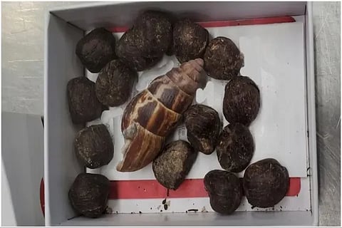 Giraffe Poop