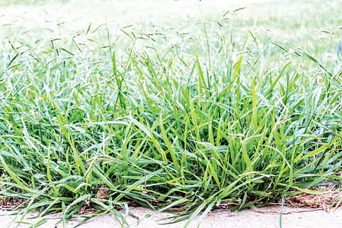 Grass