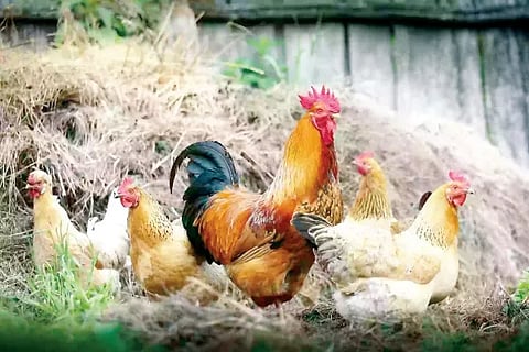Hen