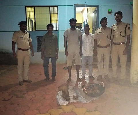 Jungle pig hunting one man arrested