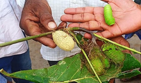 Kailancha-Ph-0003-Thusar Silk Hulu Patthe Story Kadanakuppe -Gudu-Hulu-14-10-2023