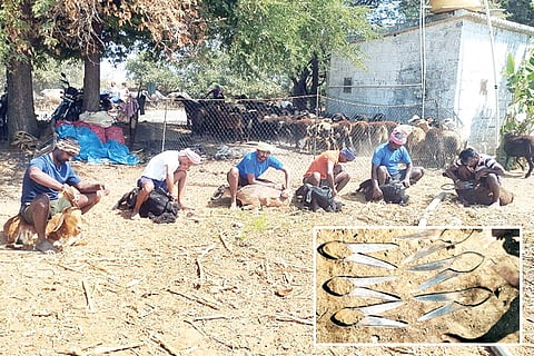 Khanamadugu Sheep Cutting