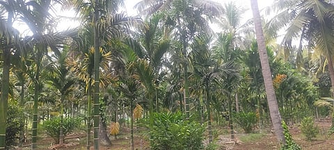 progressive farmer in Deshhalli village mandya