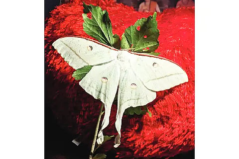 Patanga