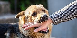 Rabies