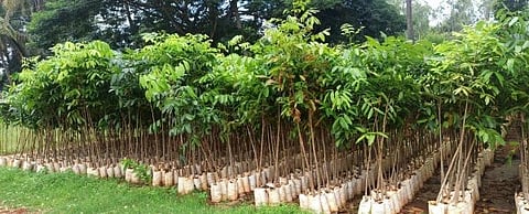 plants at Ramangara Forest Nursery