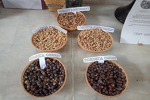 Shout out to the Coffee Museum startup