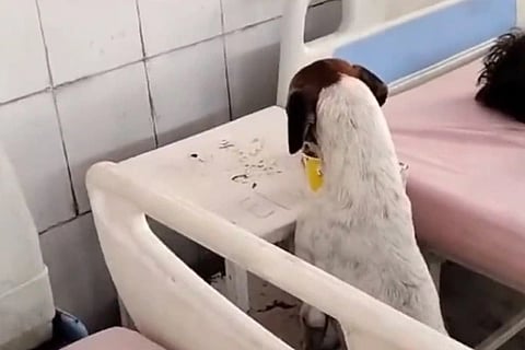 Stray Dog