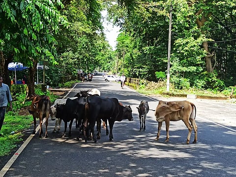 Street-cow