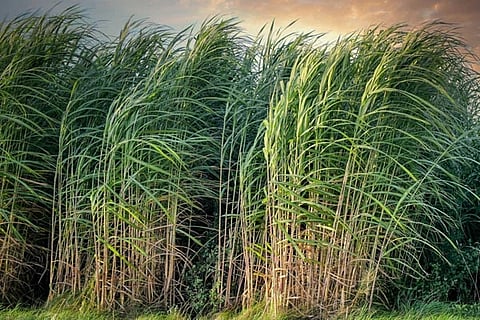 Sugarcane