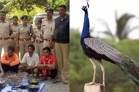 Three arrested from Tumkur for eating peacock meat
