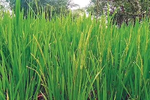 Tigane