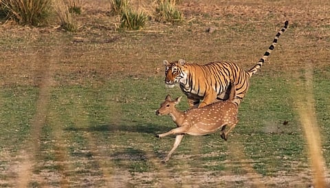 Tiger 2
