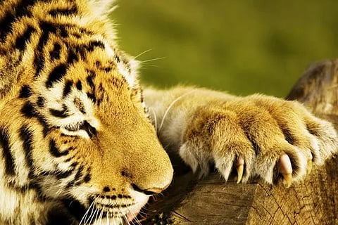 Tiger Claw