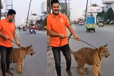 Tiger Walking