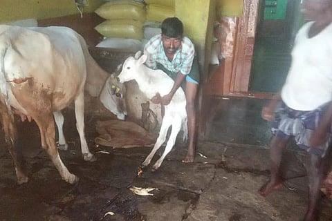 Two legs Calf