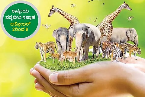 Wildlife