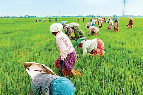 Women Agriculture