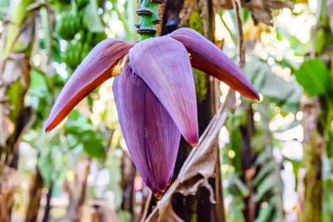 bananaflower