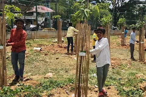 bbmpsaplings