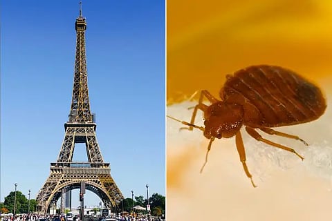 bedbug