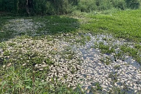 deadfish