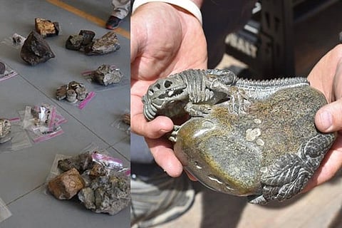 dinosaur bones