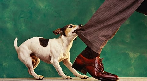 dog bite