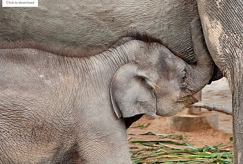 elephant
